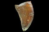 Serrated, Raptor Tooth - Real Dinosaur Tooth #88114-1